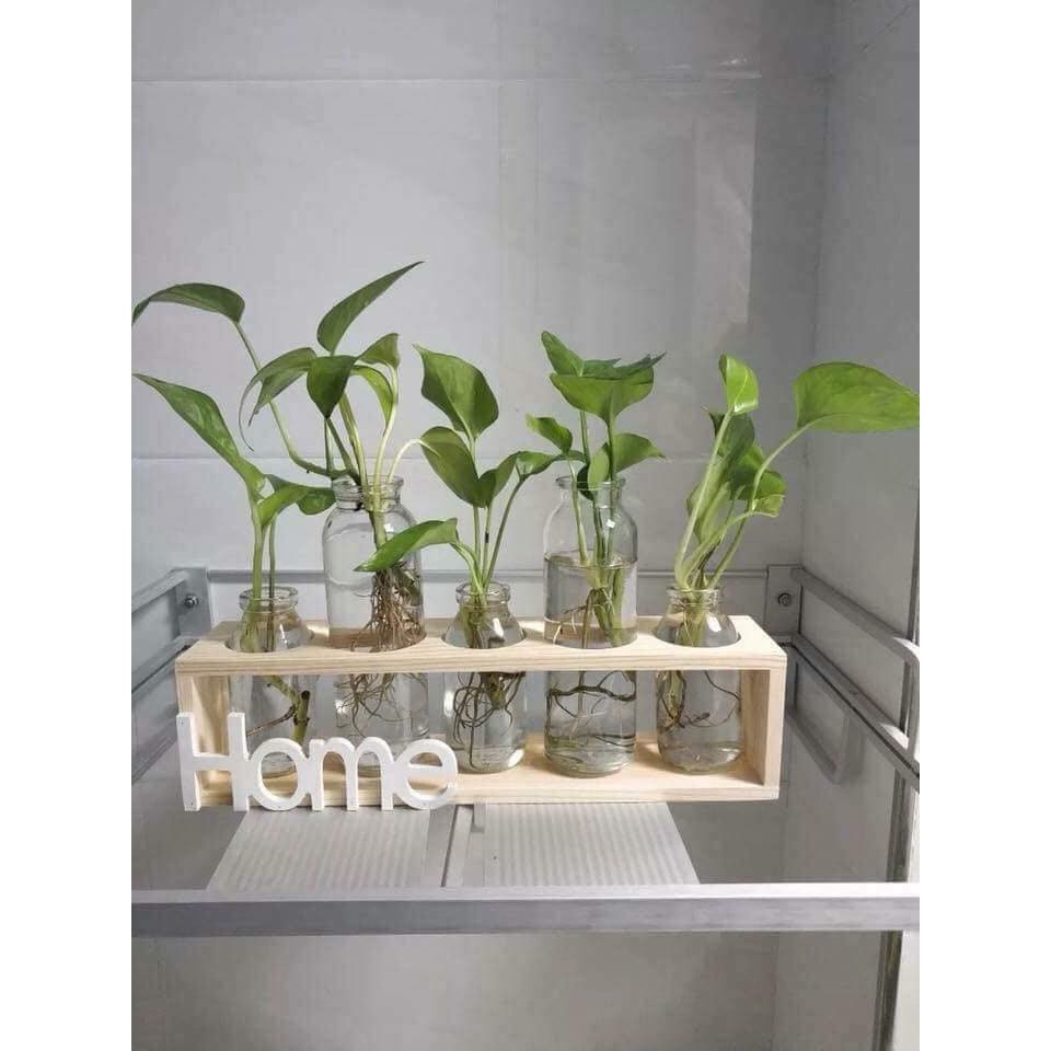 Set 5 lọ hoa kèm kệ gỗ Home