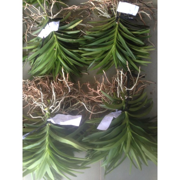 Combo 15 Cây Lan Giống Mokara cao 20-30cm nhiều màu Đỏ,Vàng,Tím,Hồng,Cam,Trắng