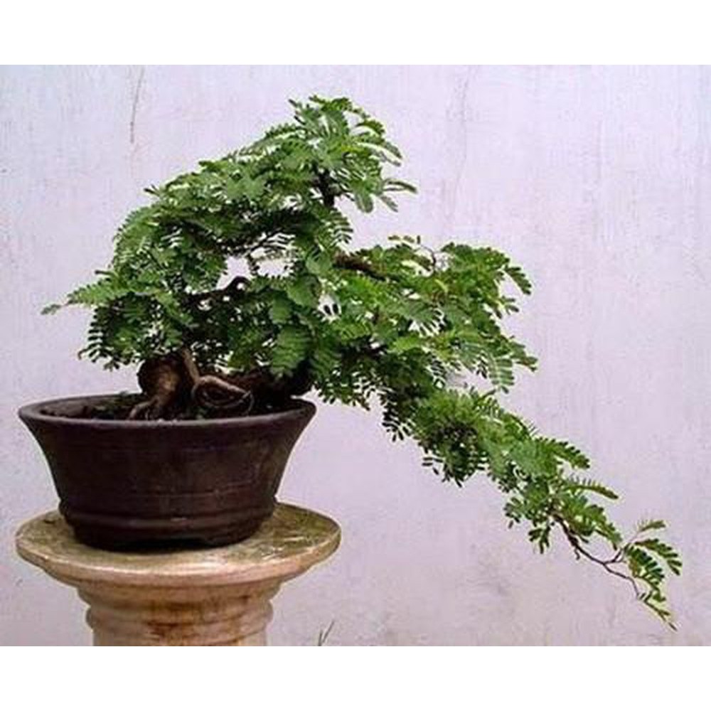 Hạt giống cây me kiểng ngọt bonsai