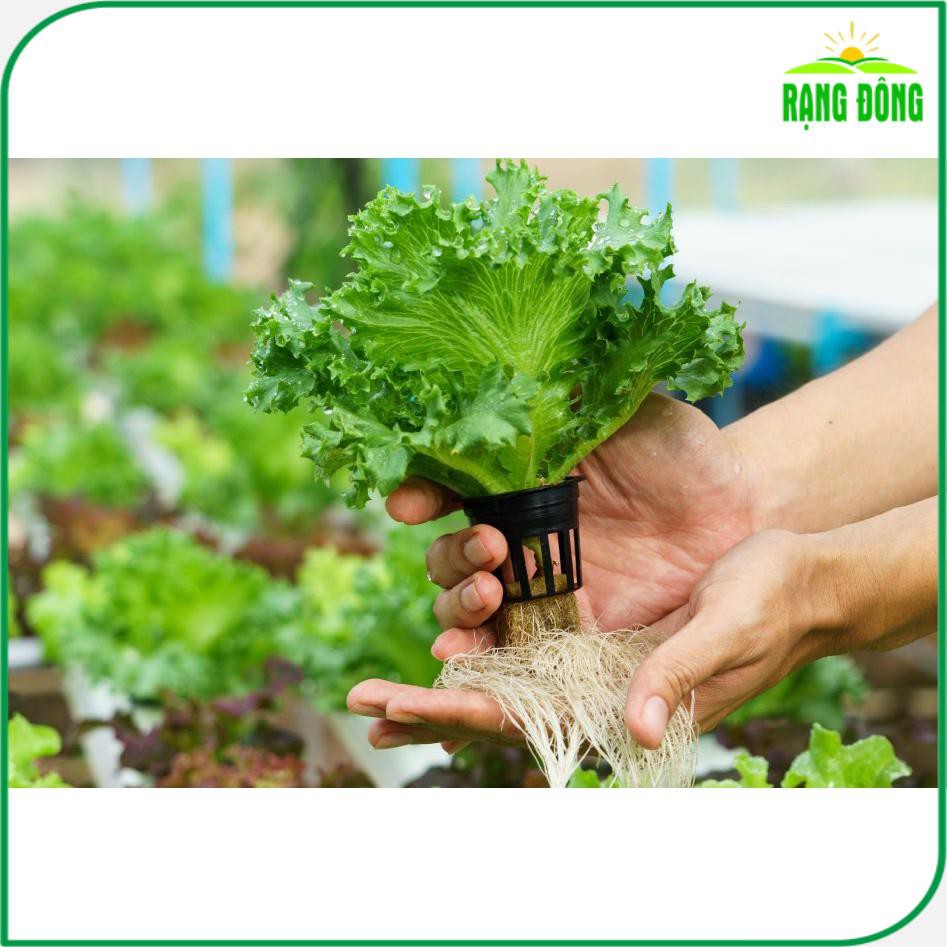 Dung Dịch Thủy Canh Hydroponic - Bổ Sung Dinh Dưỡng Cho Sen, Trồng Rau Thủy Canh (chai 100ml) - Hạt giống Rạng Đông