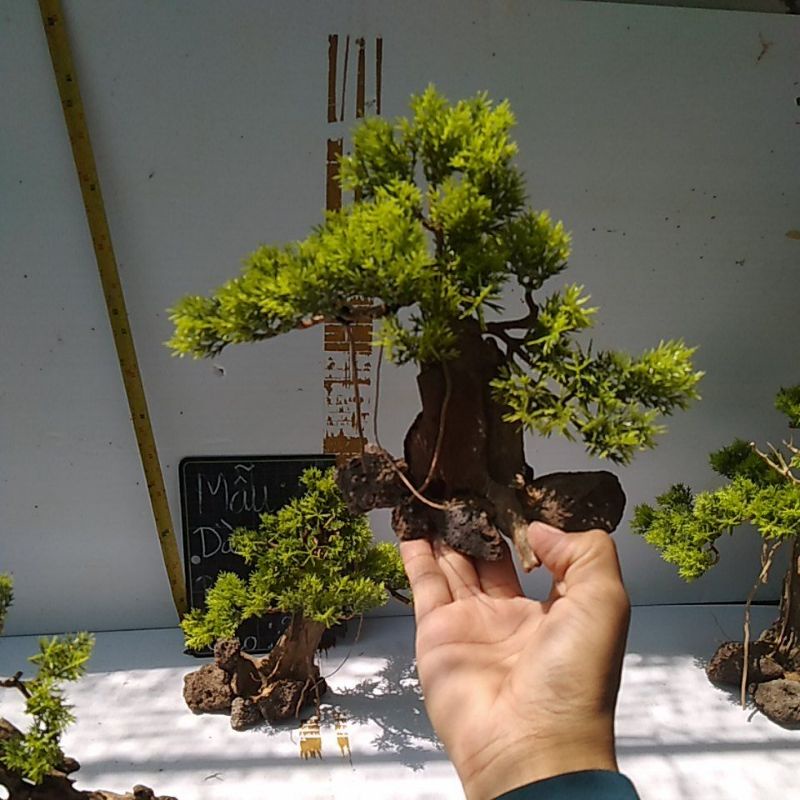 Bonsai bể cá cảnh- bonsai hồ thủy sinh