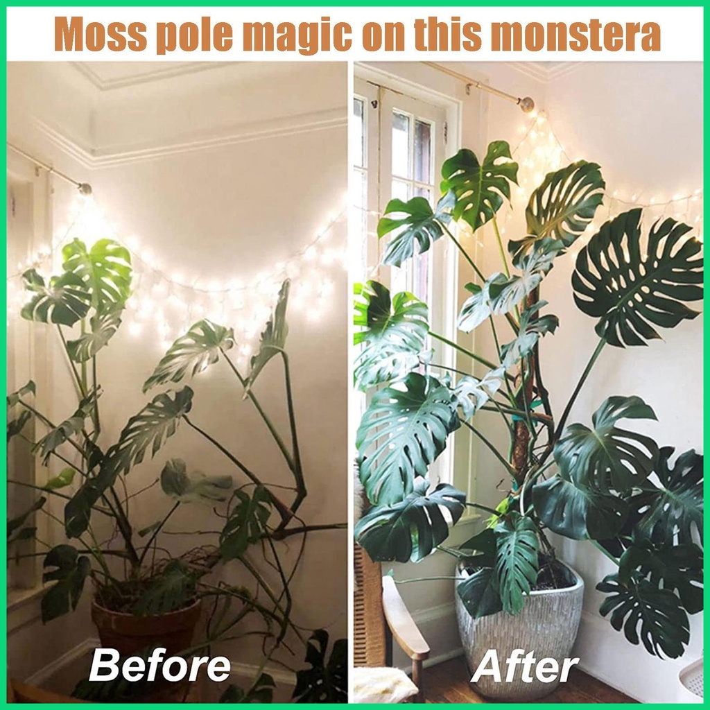 Cây Rêu Tự Nhiên Có Thể Uốn Cong Dùng Để Trồng Cây Monstera Và Chậu Trồng Cây Tự Nhiên