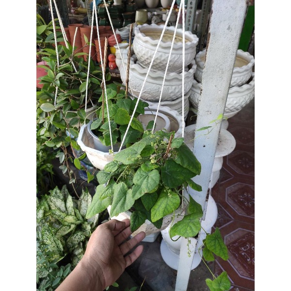 cây sương sâm lá trơn sương sâm lông lá sương sâm làm thạch sương sâm Tiliacora triandra