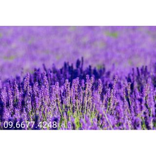 Hạt giống hoa oải hương