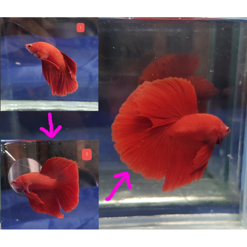 Betta4U Booster - PHIÊN BẢN MÀU ĐEN MỚI với MULTI VITAMIN🔥 Bộ tăng cường Betta4U chính hãng