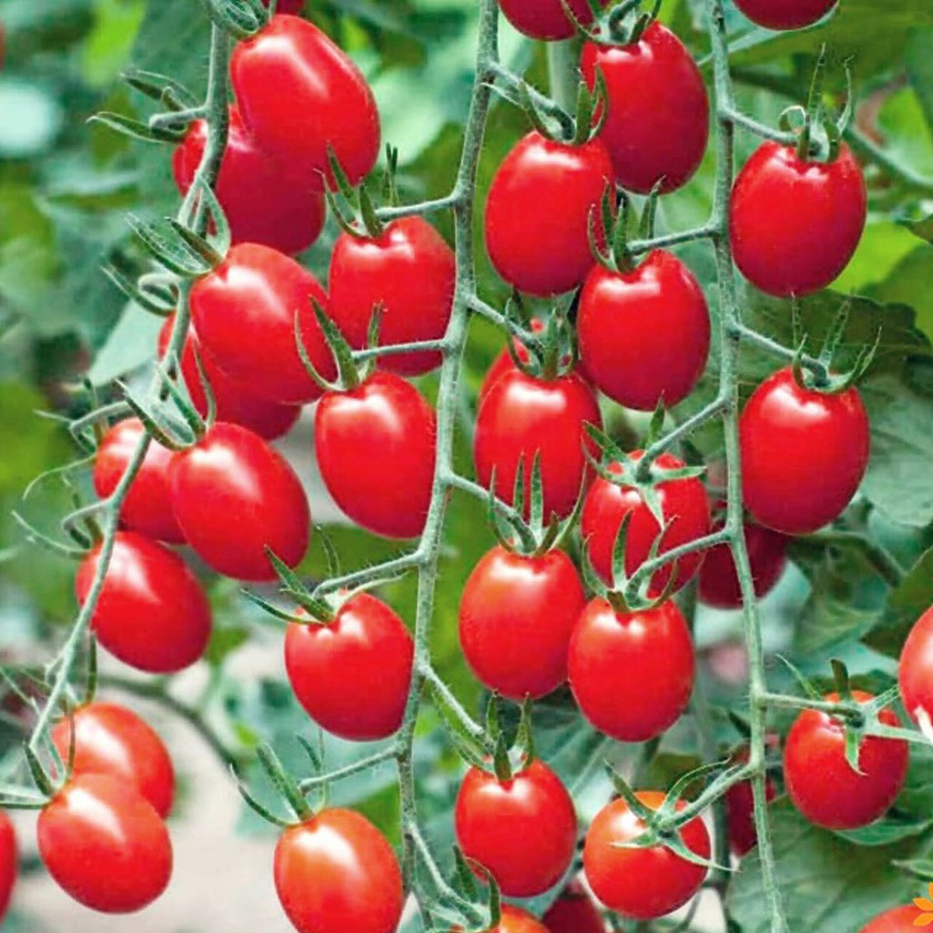 Combo 2 loại hạt giống Hàn Quốc (10 hạt/gói): Hạt giống Cà chua bi đỏ + Hạt giống Ớt chỉ thiên - F1, nảy mầm đến 90%