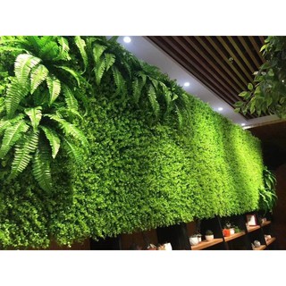 Cây Dương Xỉ trang trí tường cỏ