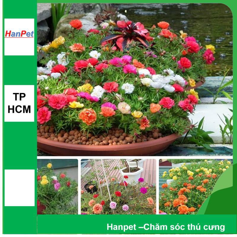 HCM- (HOA TRONG NHÀ) Hạt giống hoa Mười giờ Mỹ- (gói 20 hạt)Thuần hóa Phù hợp khí hậ