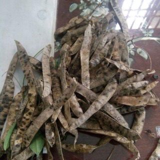 combo 25 Hạt hoa đậu biết