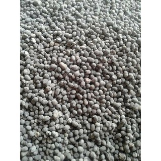 10 Túi phân dê trồng lan 20cm đã xử lý