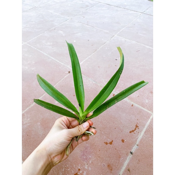 LAN CHỒN BÓC RỪNG 1 CÂY