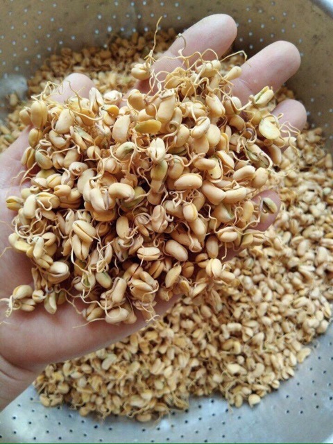 0,5kg mầm đậu nành nguyên sơ nhà làm thơm ngon, bổ dưỡng