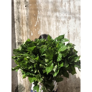 Lá Lốt Tươi 30k/500gr