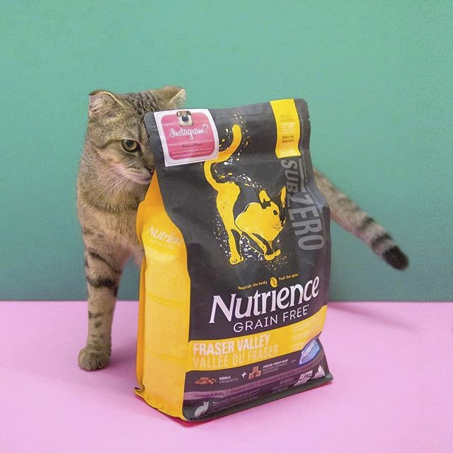 Thức Ăn Hạt Cho Mèo Tai Cụp, Nutrience Subzero Bao 500g - Cám Cho Mèo Thịt Gà Tây, Cá Hồi, Cá Biển Rau Củ, Trái Cây
