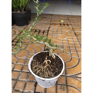 caykiengsadec_Cây cần thăng kiểng tặng phân bón cho cây