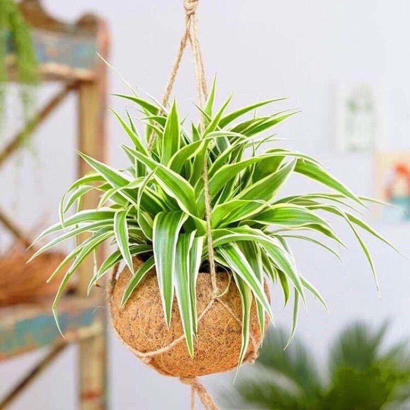 10 Cây dây nhện- Cỏ lan chi trồng trong nhà, ban công, sân vườn