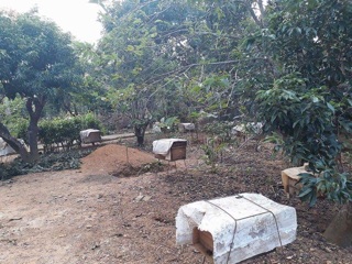 MẬT ONG NGUYÊN CHẤT