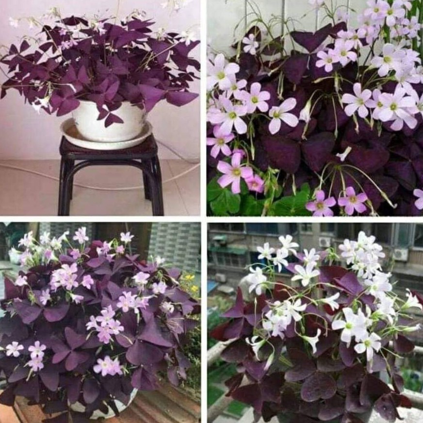 Comho 20 củ giống hoa bướm đem - tặng kèm 3 viên nén ươm cu