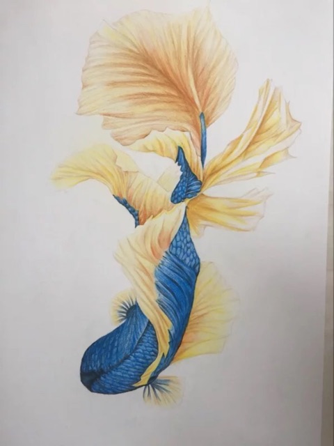 (Tặng kèm sổ vẽ) Chì màu  Faber Castell Artist Polychromos Pencil 60 /120 màu (hộp thiếc)