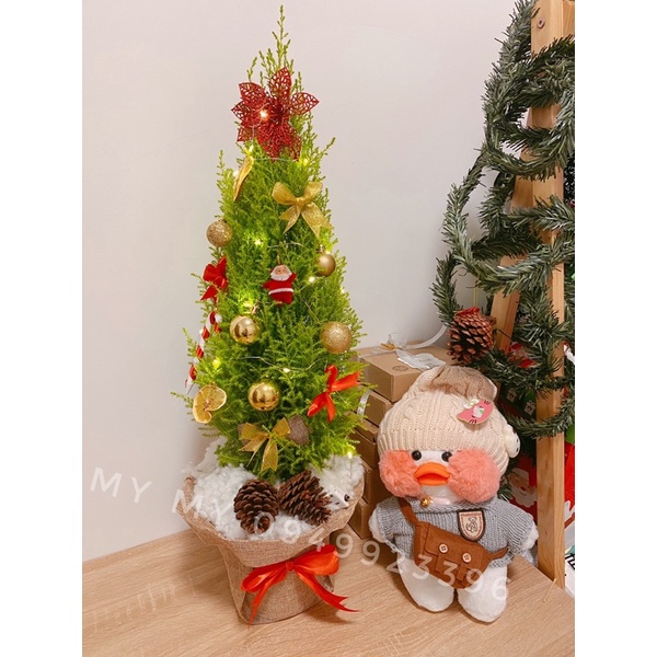 Cây tùng noel giáng sinh