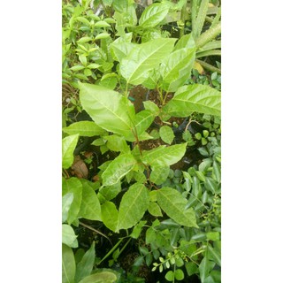 chậu chanh dây giống  ( cao 20-40cm )