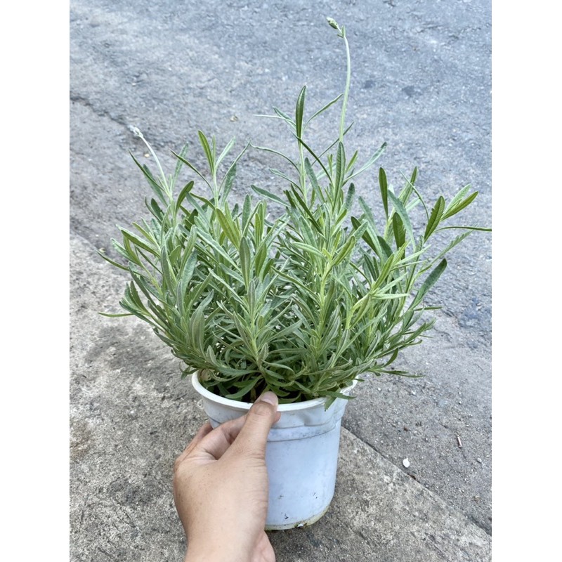 Cây Lavender, Oải Hương, dòng True Lavender - Dentata - Goodwin - Bầu chậu ổn định, ra hoa tím, rất thơm ❤️