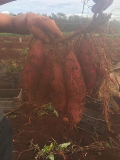 Khoai lang mật Đà Lạt
