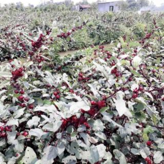 Hạt giống hoa atiso đỏ 100g