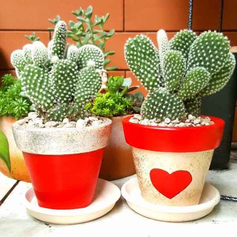 Cây xương rồng tai thỏ