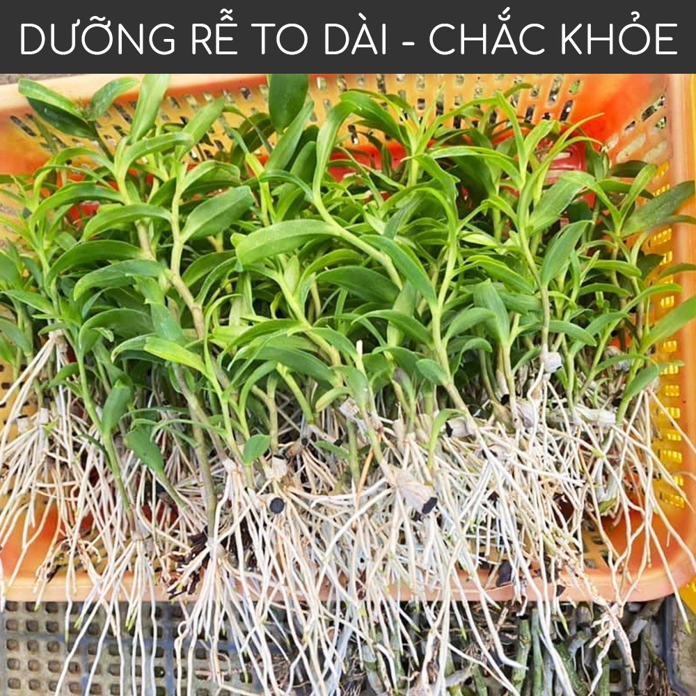 [Chính hãng] Bio Root 100ml – Kích Rễ Cực Mạnh Nhập Khẩu Từ Mỹ Dành Cho Hoa Lan Cây Cảnh