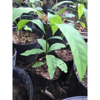 Cây hoa Lộc Vừng màu đỏ.