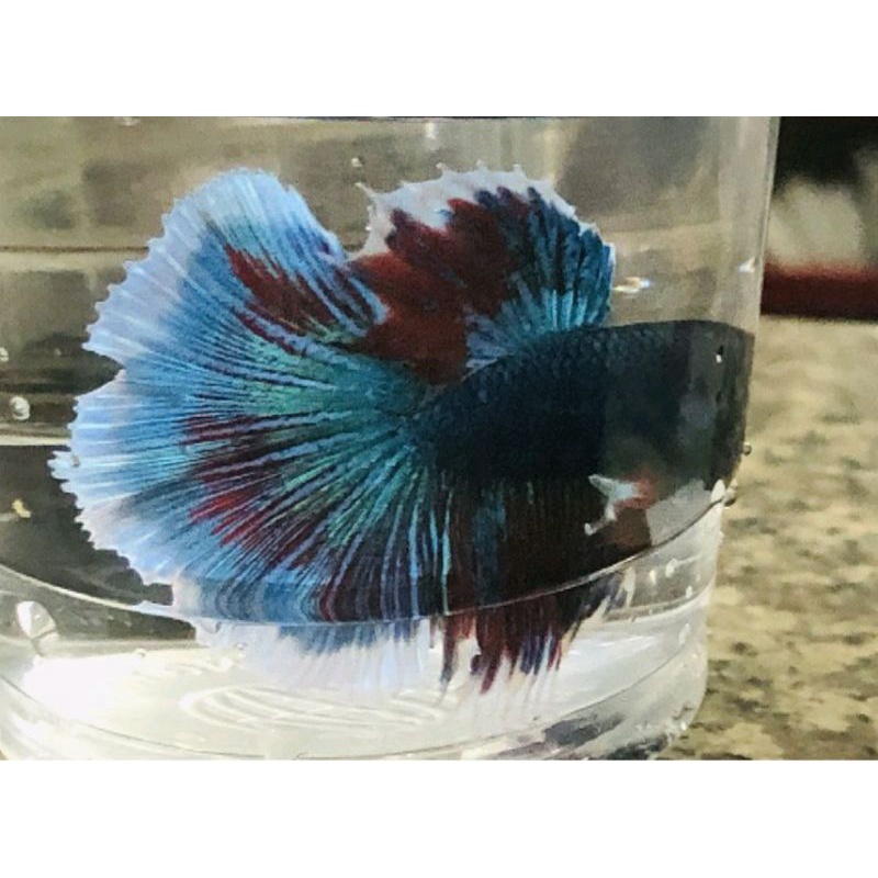 BETTA ĐUÔI XÒE Loạn Màu SIÊU ĐẸP 1con trống tặng thức ăn