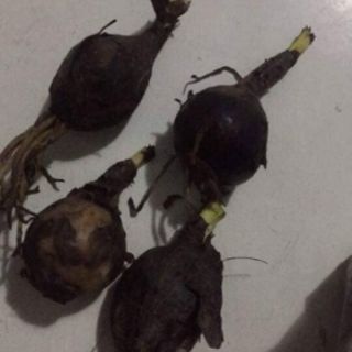 CỦ GIỐNG HOA BỈ NGẠN