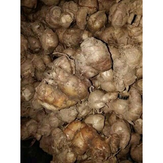 CỦ ĐỊA LIỀN TƯƠI