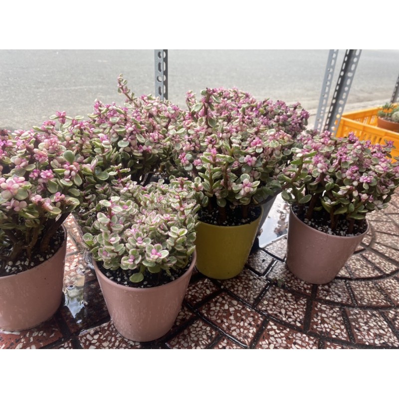 LOẠI TO ĐẸP - SEN ĐÁ ĐÔ LA HỒNG