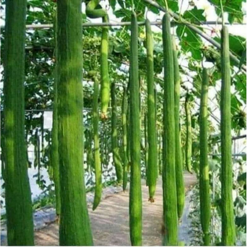 Hạt _giống _mướp _hương _siêu _quả