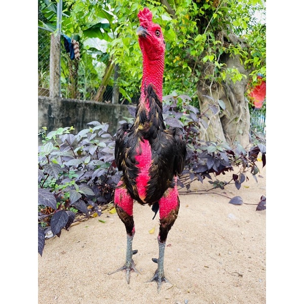 Om gà chọi nhân duyên