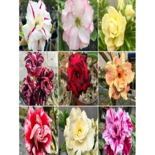 Củ sứ thái trồng từ hạt (vòng củ từ 11-14cm)