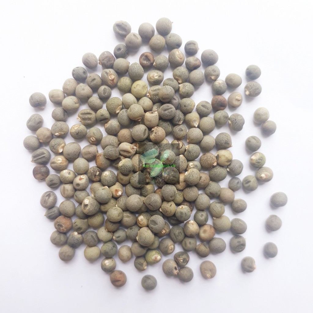 [Seeds] Hạt giống Đậu bắp xanh (đóng gói 20gr)/ Đậu bắp đỏ (đóng gói 2gr)