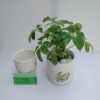 Cây Ngũ Gia Bì Để Bàn
