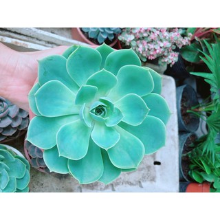 Sen Đá Xanh Đất Size Đại