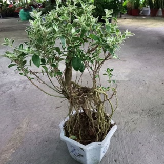 Chậu Bạch tuyết mai