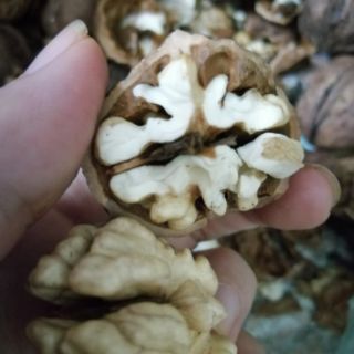 Óc chó tươi