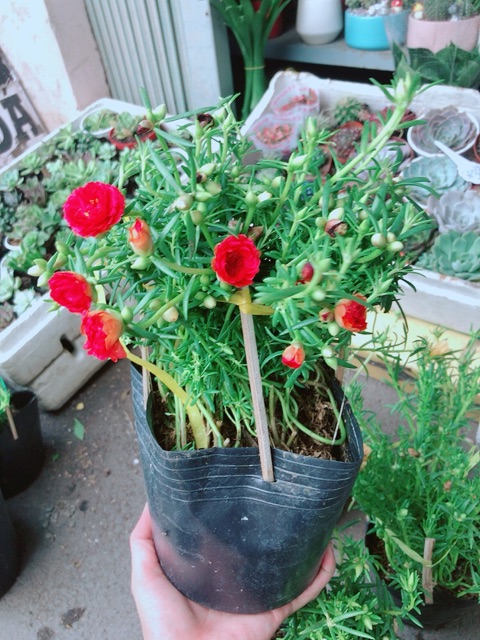 Hoa mười giờ mỹ