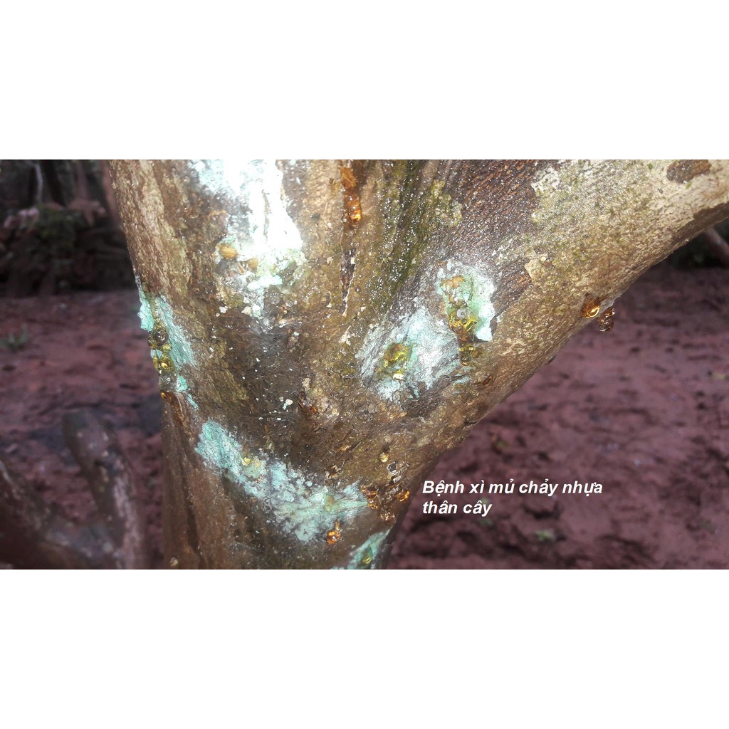 Ridomild gold 100gr chuyên dùng tưới trừ nấm thối rễ, quét xì mủ, chảy nhựa thân cây