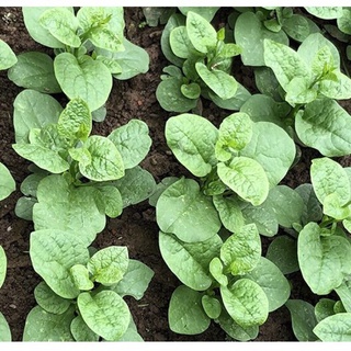 10 hạt giống mồng tơi xanh nhật cho người mới tập trồng