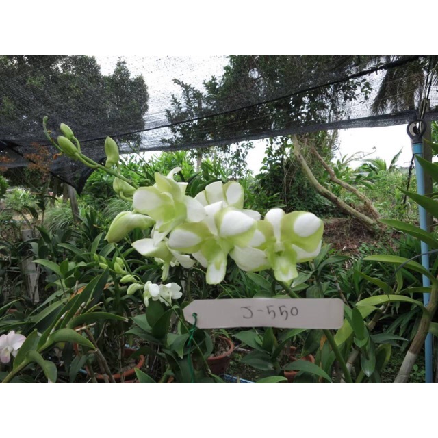 Dendro Lai Cattleya Hoa To