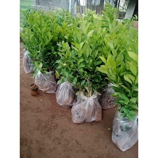 Cây Giống Chanh Giấy siêu sớm (CHO TRÁI SIÊU SỚM)