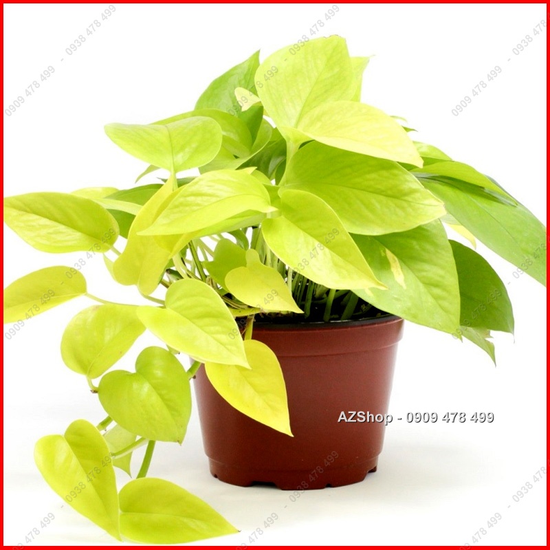 Trầu Bà Thái Vàng - Neon Pothos