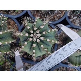 Xương rồng gymno vân xanh, núm lông to 9-11cm - Gynocalycium